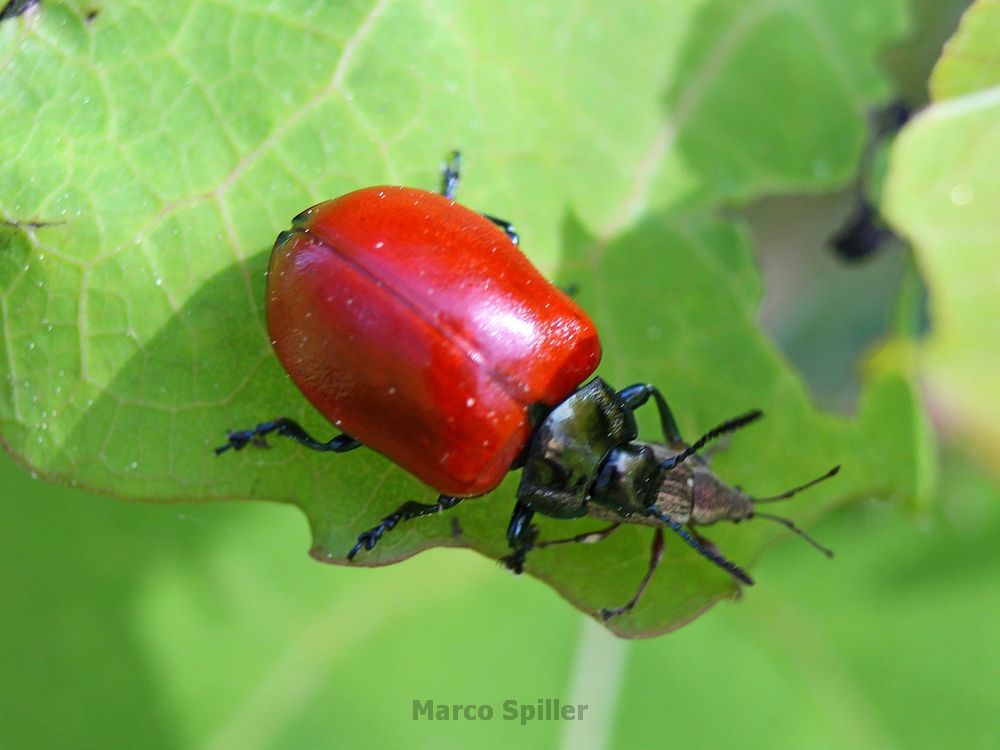 Chrysomela populi con curculionide